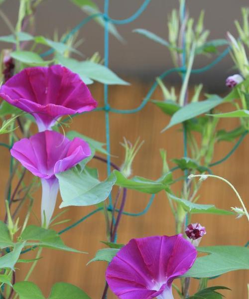 喇叭花开花凋谢合拢时间的探究（花期）