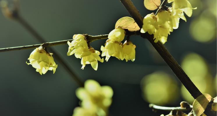 腊梅春天开花，芳香四溢（腊梅的开花时间）