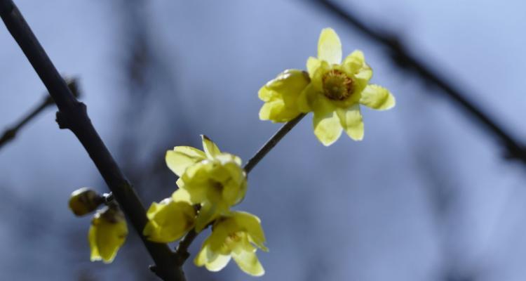 腊梅花期详解（一年四季都能欣赏到的美丽花卉）