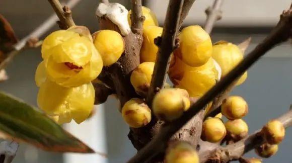 腊梅花开花时间及频率的探究（一年开几次花）