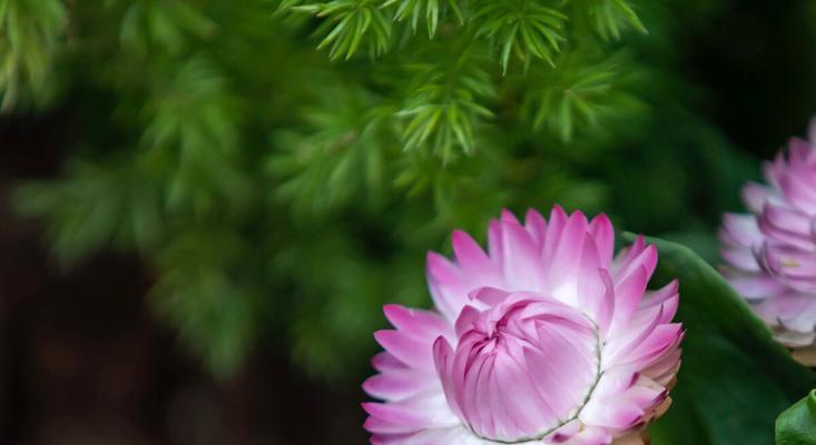 探秘蜡菊（蜡菊的生命力与生长特点）