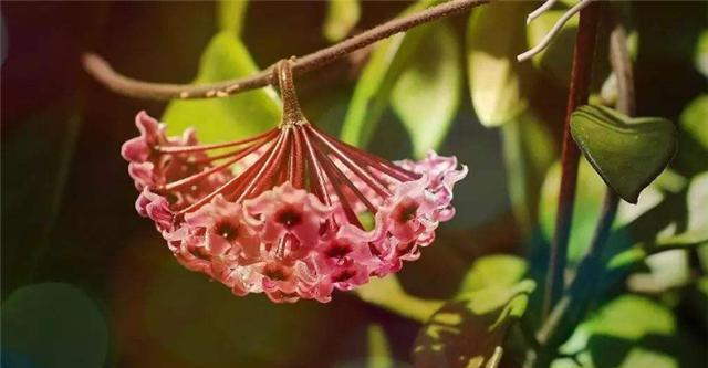 蜡兰不开花的原因（探究蜡兰开花的奥秘）