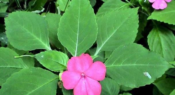 辣椒花是两性花吗（探究辣椒花的性别特征）