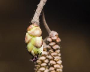 辣椒的生殖方式——雌雄同株（探究辣椒的性别特征）