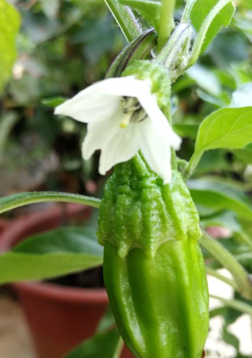 辣椒水浇花的正确方法（让花儿更茁壮成长）