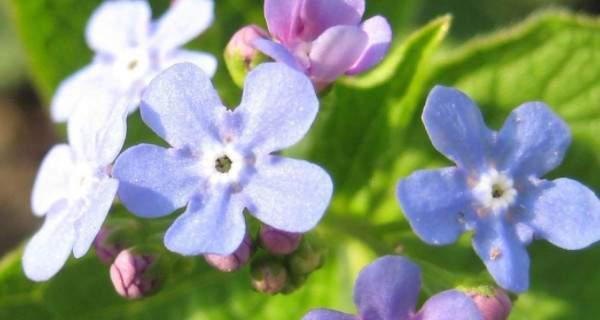 守护的花花语（探寻花语世界中的守护之花）