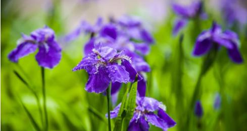 邪恶的花（探索花语中的邪恶力量）