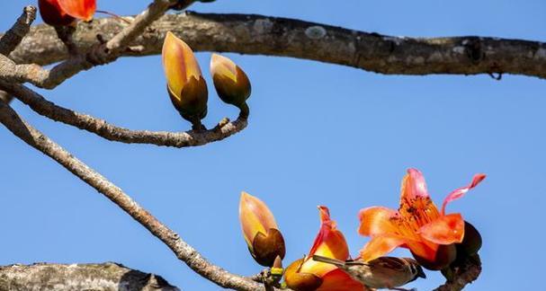 花开英雄，芬芳永存（以花为语）