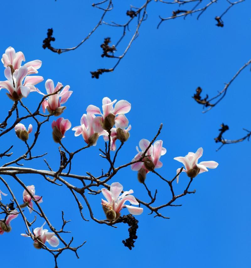 花开友谊长存（以花语表达真挚友谊）