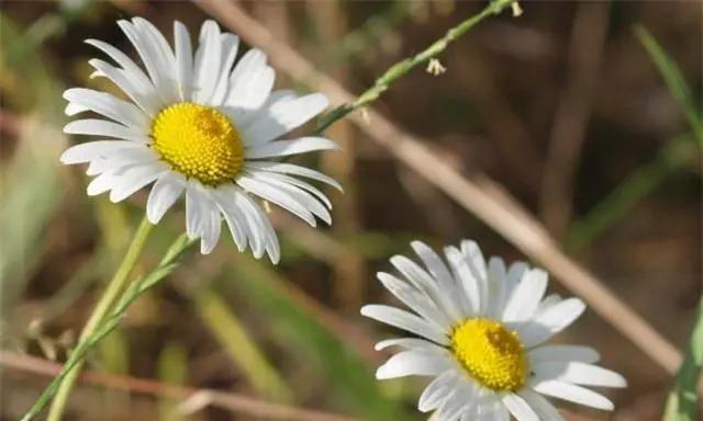 再见的花（花开花谢）