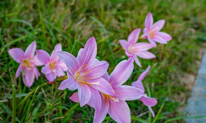 敬师之花（花开教育之道）