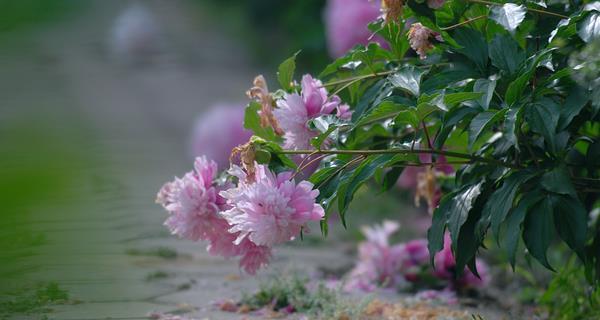 以茶蘼的花语之美（探寻茶蘼的花语）