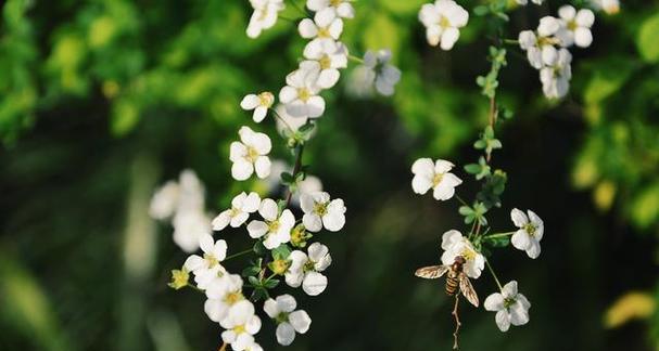 茶蘼花（探索茶蘼花的深层意义）