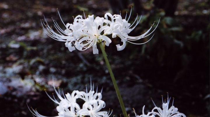 探秘恶魔之花——以代表恶魔的花为主题的奇特植物（探索恶魔之花的起源）