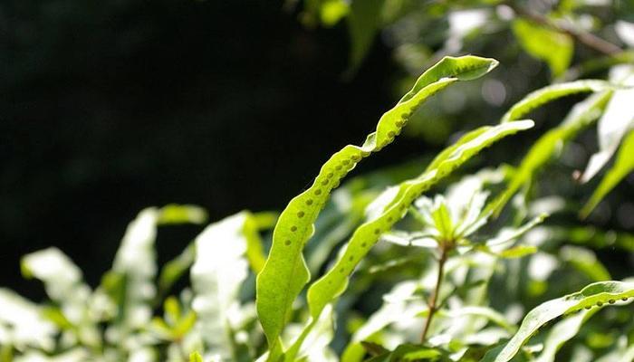 植物中代表奉献的品种（探寻植物世界中奉献之美）