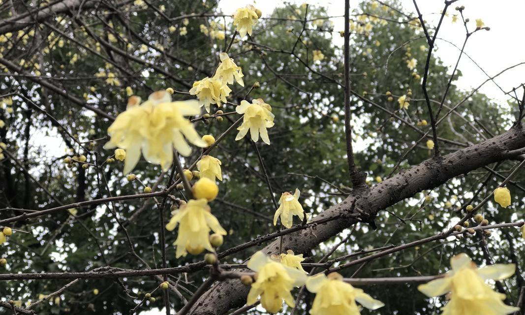 花语寄相思（悲情缠绵）