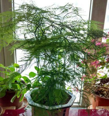 代表老师的植物（从植物中汲取教育的智慧）