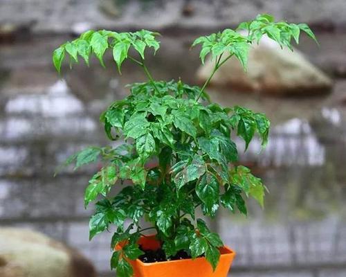 平安植物的神奇力量（探索以代表平安的植物及其意义）