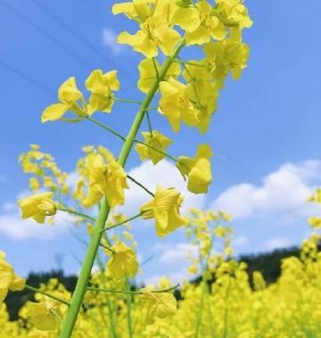 七宗罪之花（揭示世间善恶之美）