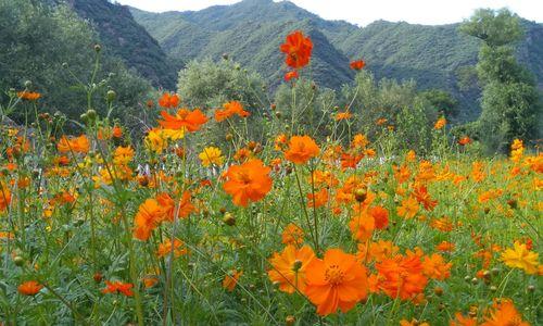 花开兄妹情（用花朵诉说兄妹情深）