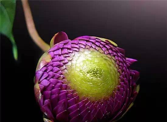 花语之谜（揭开花朵背后的神秘面纱）