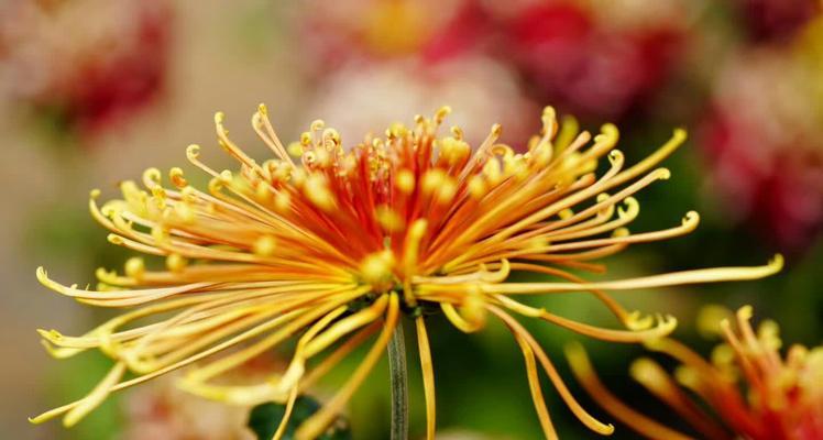 蝶恋花花语及代表意义（探索蝶恋花的浪漫情愫）