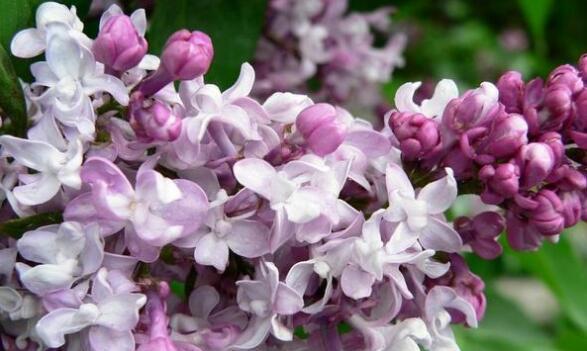 丁香花的花语与含义（了解丁香花背后的深意）