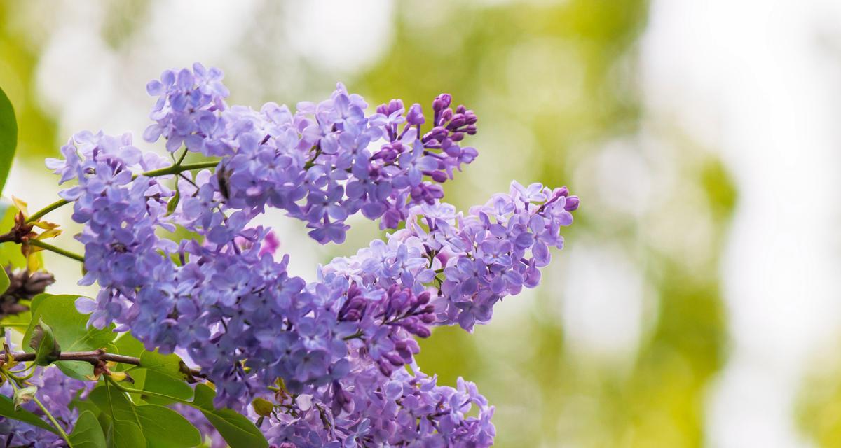 丁香花语的含义和象征（解析丁香花的浪漫与深情）