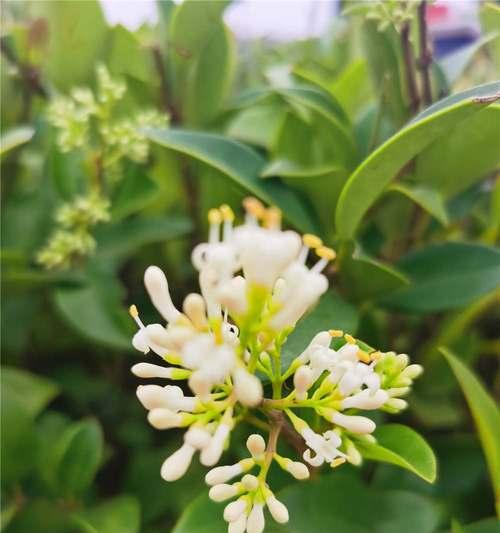 以冬青开花的风水寓意（揭示祥瑞之源——冬青花开的美好寓意）