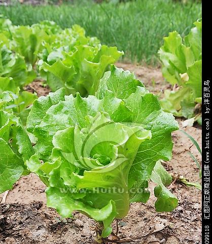 生菜，一种常见的蔬菜（品种）