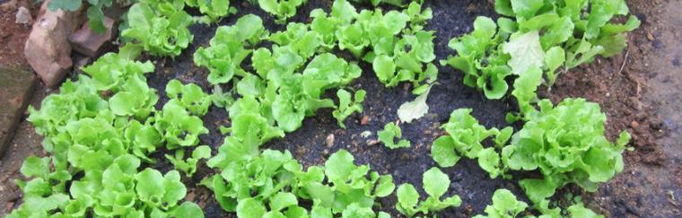 生菜夏季种植攻略（夏季生菜种植技巧及注意事项）