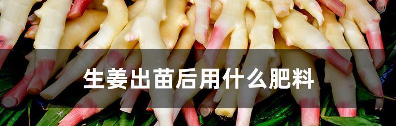 生姜皮不仅能吃还能做肥料（探究生姜皮作为肥料的效果及应用范围）