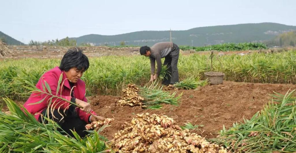 生姜的追肥时机和高产追肥方法（掌握追肥时机）