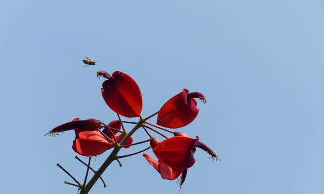 刺桐花（逆境中绽放的坚强与美丽）