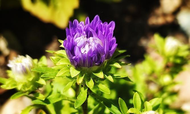 白色翠菊花语（揭示白色翠菊花语的深层含义）