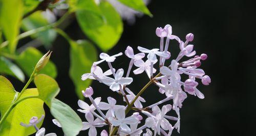 丁香花的花语与寓意（深情寄托）