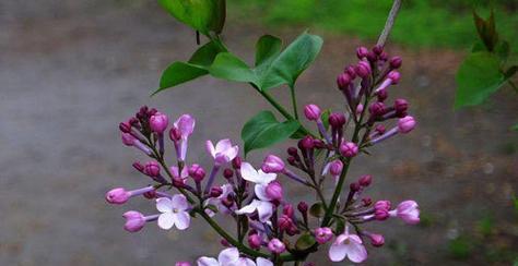 丁香花的花语与传说（香气扑鼻的丁香花意味着什么）