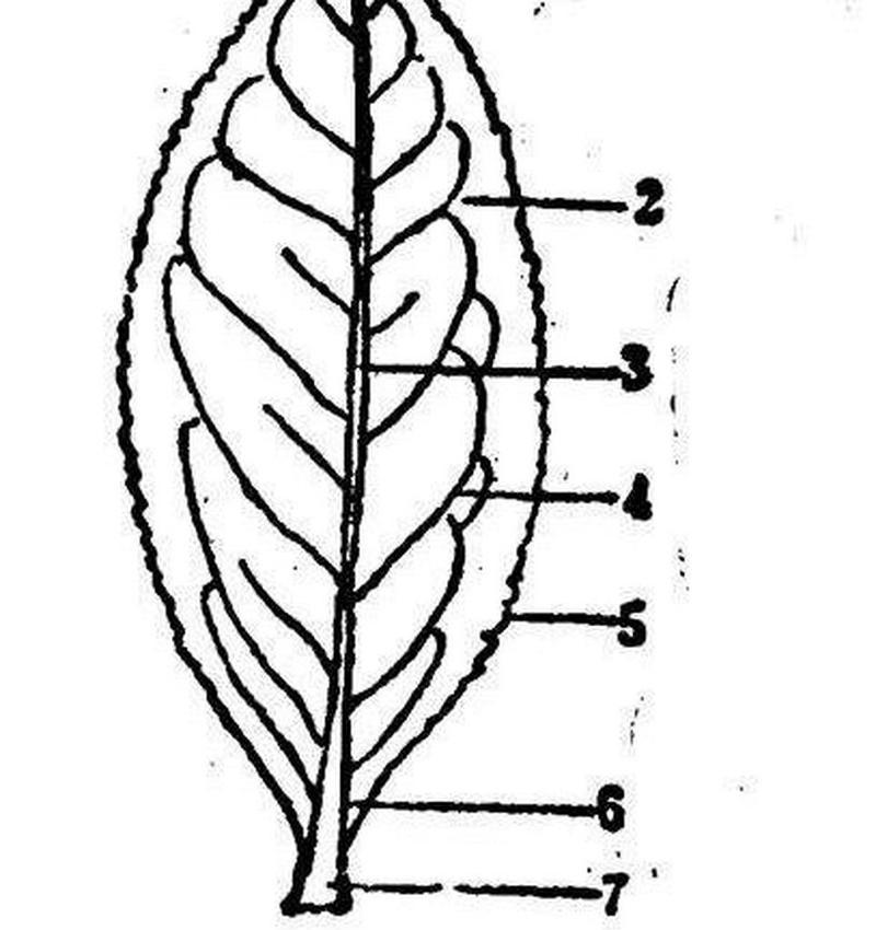 探究黑骨茶叶子卷曲的原因与处理方法（茶农必知）