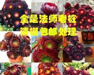 如何养护黑魔法师多肉（多肉爱好者必看）