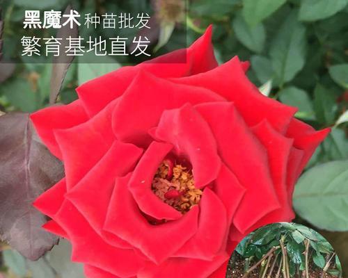 黑魔术月季——争议植物之谜（揭秘它的形态与生长、繁殖方式及养护技巧）