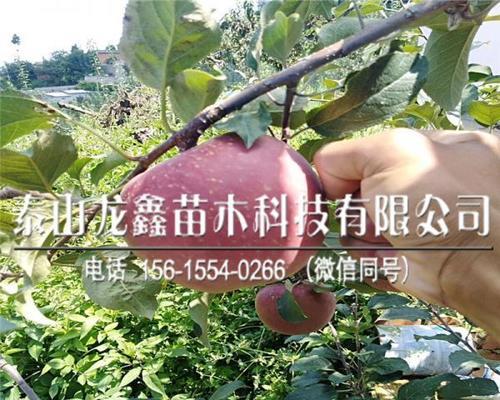 黑苹果种植条件与适宜地区分析