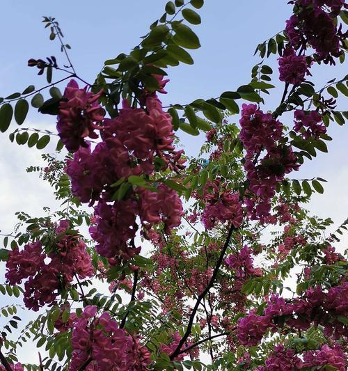 刺槐花语的美丽与寓意（盛开如火）