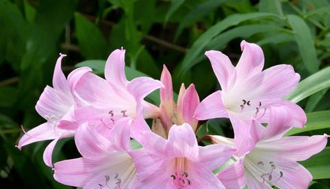 以代表友谊的花为主题的花卉园艺探秘（友谊的花园）