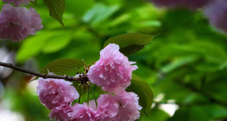 花语花（以代表友谊的花语花为主题）