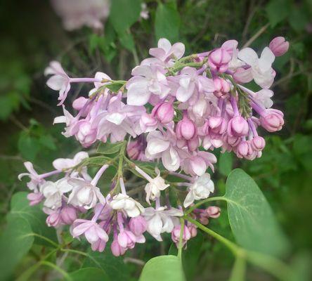 丁香花的花语与寓意（探寻丁香花的情感象征与神秘力量）