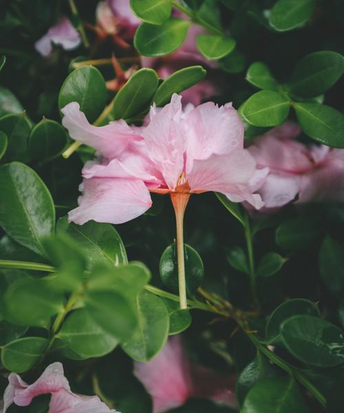 杜鹃花的花语寓意与象征（探索杜鹃花的寓意与象征）