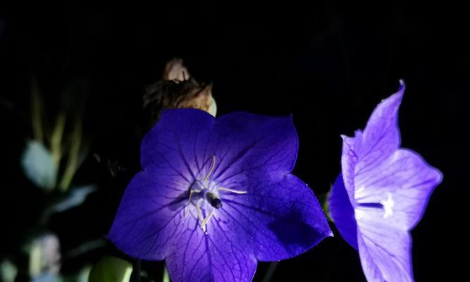 繁缕花生日花语雄辩（探索繁缕花背后的深刻寓意）