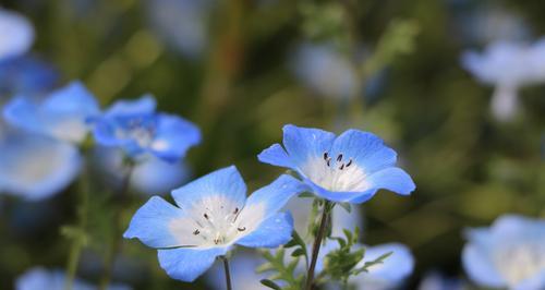 粉蝶花花语与文化背景（花语解读与意义探究）