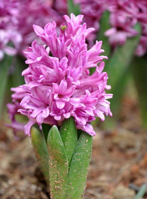 花开花落，寄情芬芳（茉莉花栀子花和风信子花的花语解读）