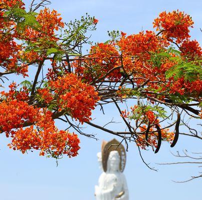 凤凰花（追寻凤凰花花语之美）